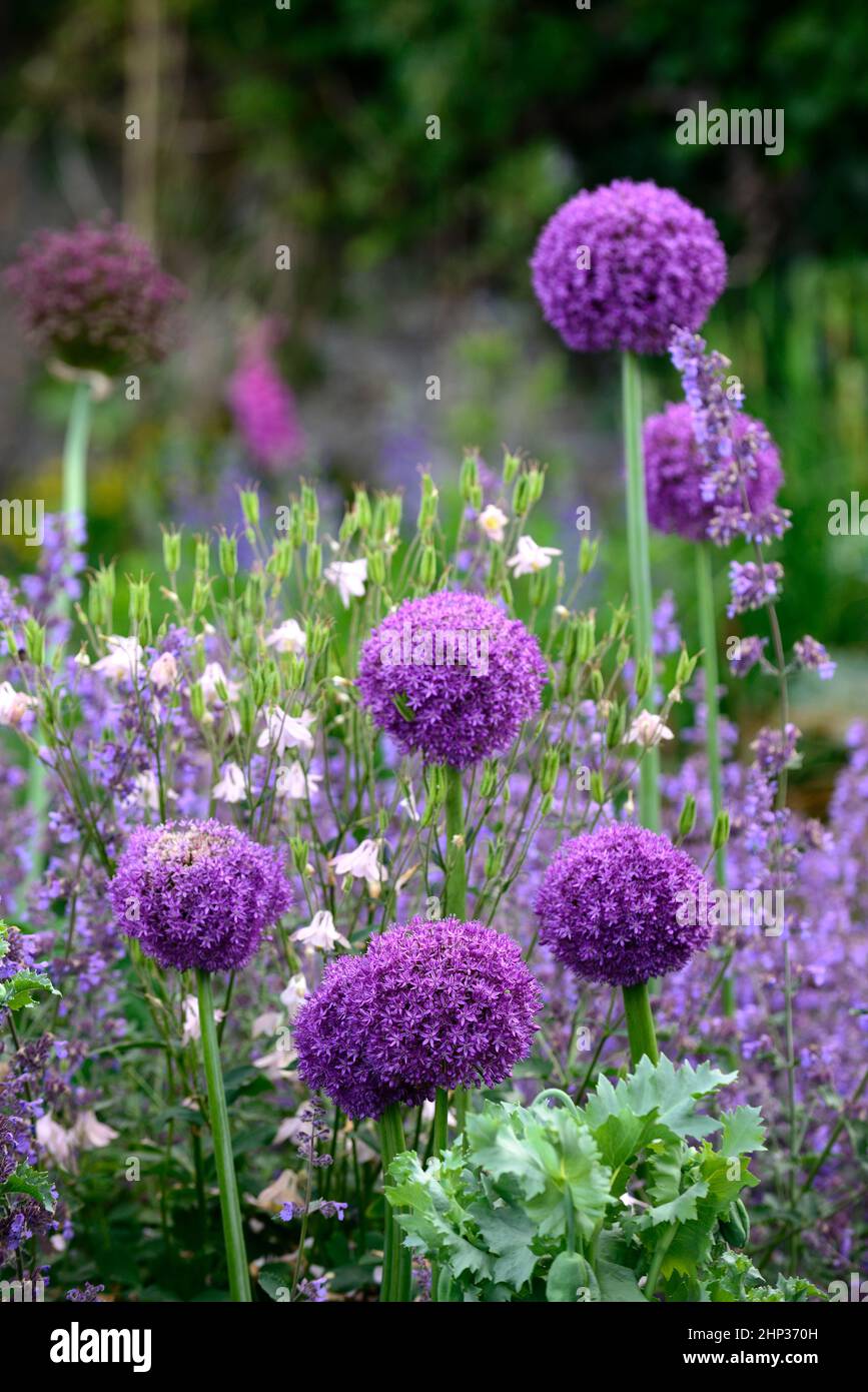 Allium purple sensation,nepeta six hills giant,allium and nepeta,aquilegia,purple allium,purple alliums,purple flowers,mixed planting scheme,garden,ga Stock Photo