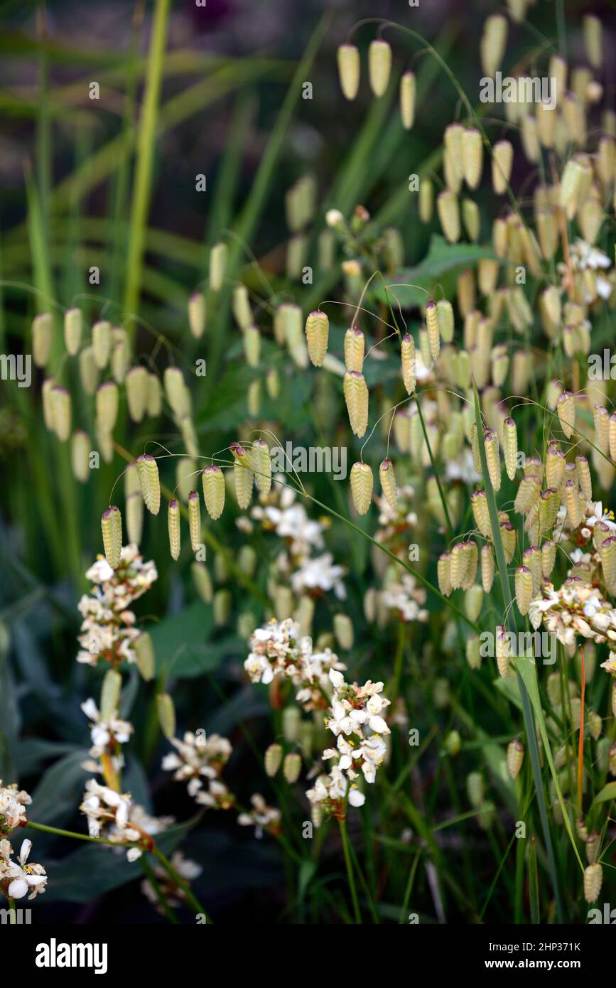 Briza maxima,greater quaking grass,libertia formosa,grass and perennial,grasses and perennials,white flower,flower,seedhead,grass seeds,RM Floral Stock Photo