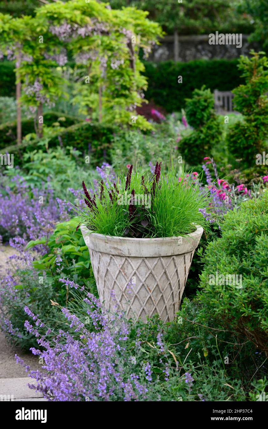 Cottage garden,herbaceous perennials,astrantia,nepeta,penstemon,geranium,clipped yew hedge,yew topiary,pot,pots,,Flowering lilac wisteria vines cascad Stock Photo