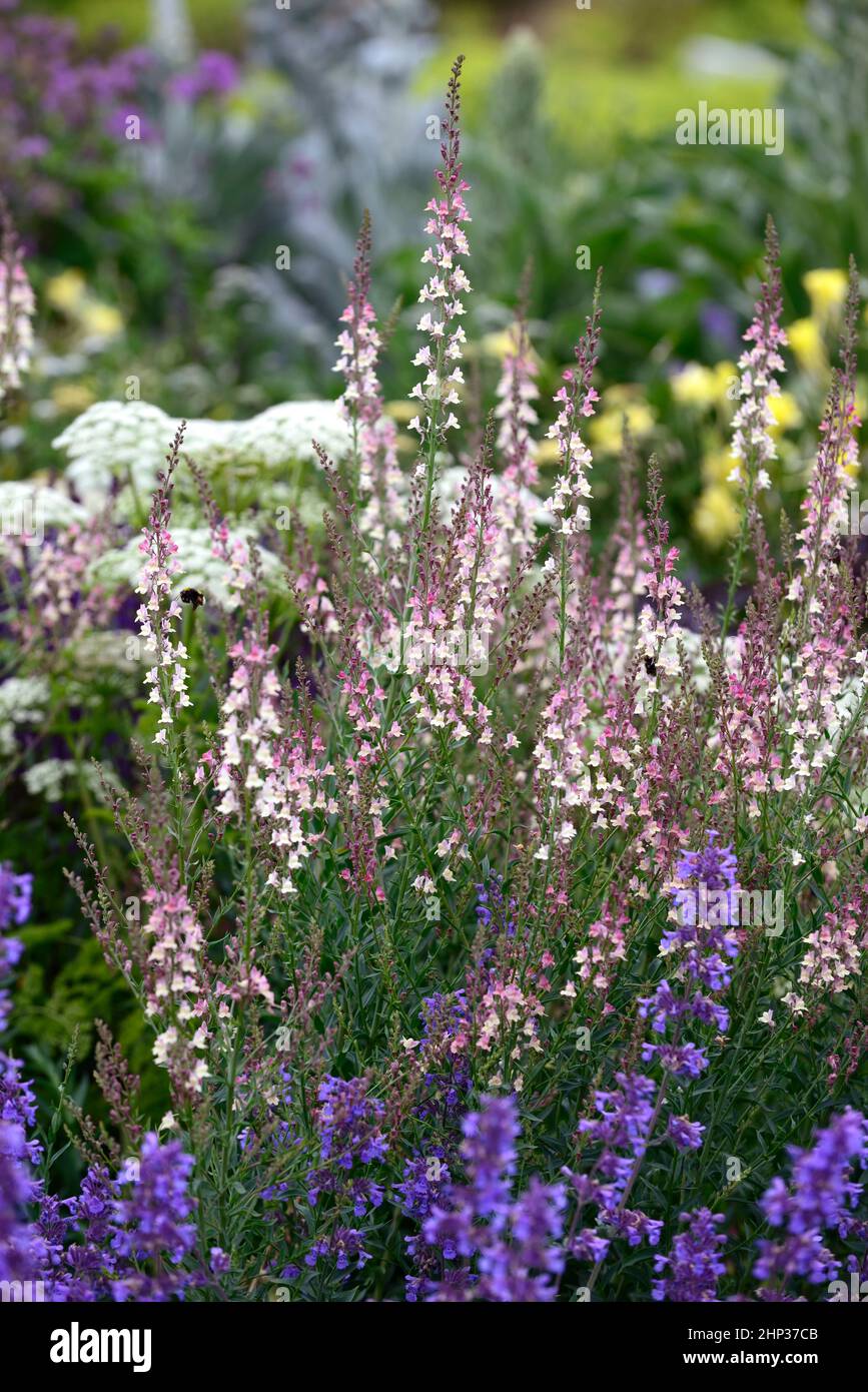 Linaria Peachy,Toadflax,peach yellow flowers,flowering stems,spires,snapdragon,nepeta six hills giant, ammi majus,mixed border,mixed bed,mixed plantin Stock Photo