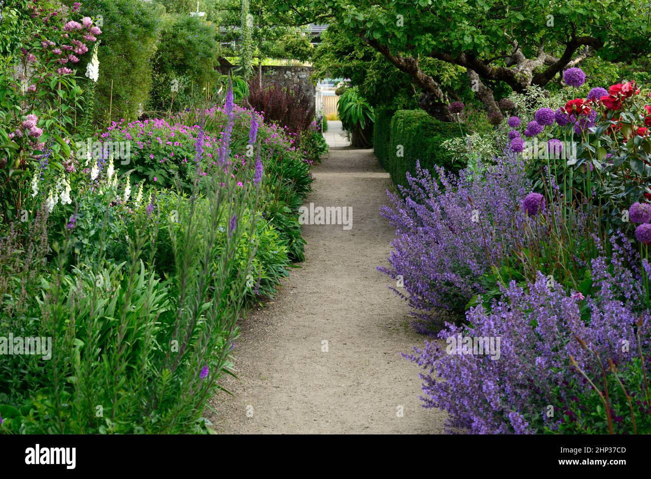 Herbaceous border path hi-res stock photography and images - Alamy