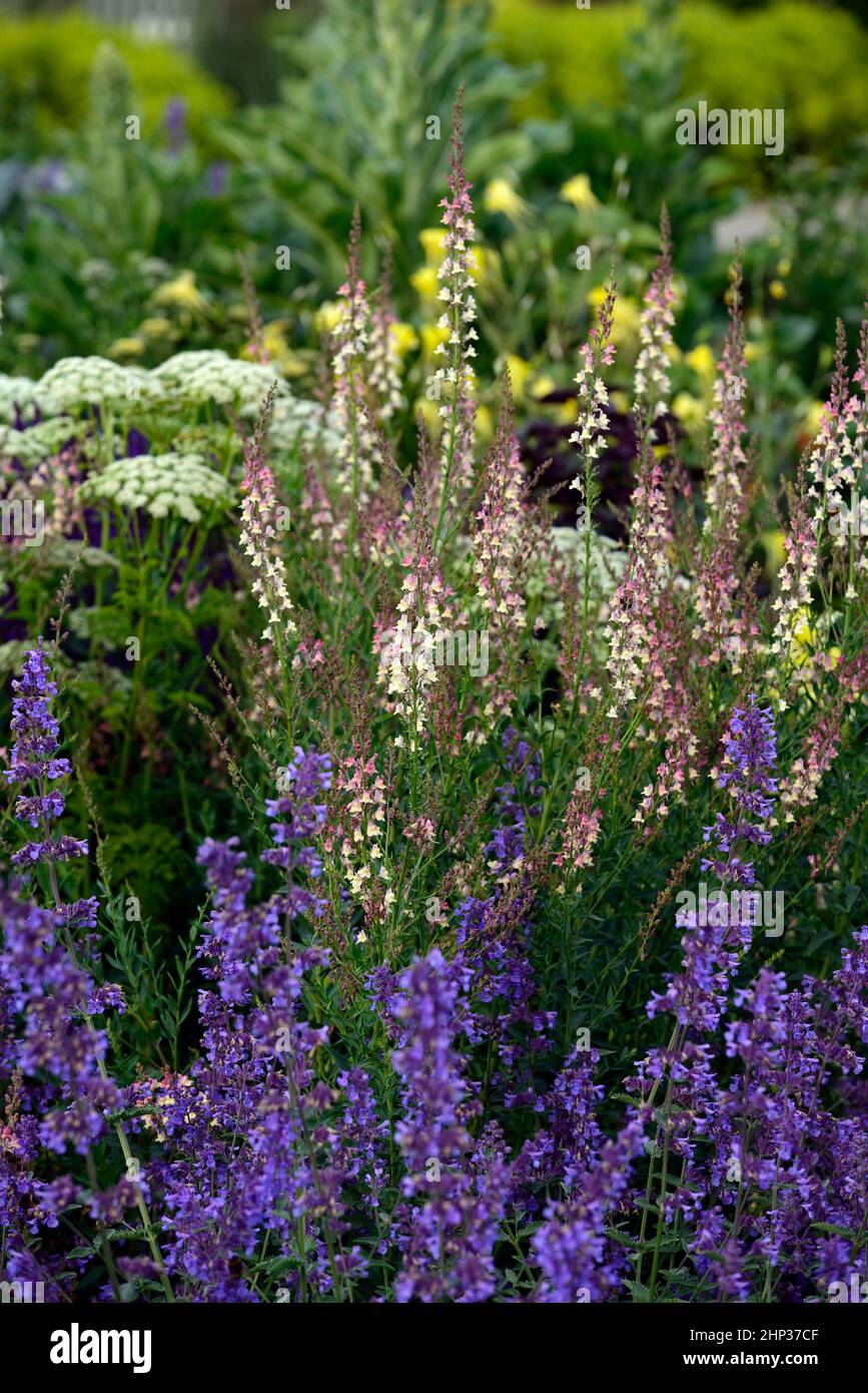 Linaria Peachy,Toadflax,peach yellow flowers,flowering stems,spires,snapdragon,nepeta six hills giant,ammi majus,,lilac and purple flowers,densely pla Stock Photo
