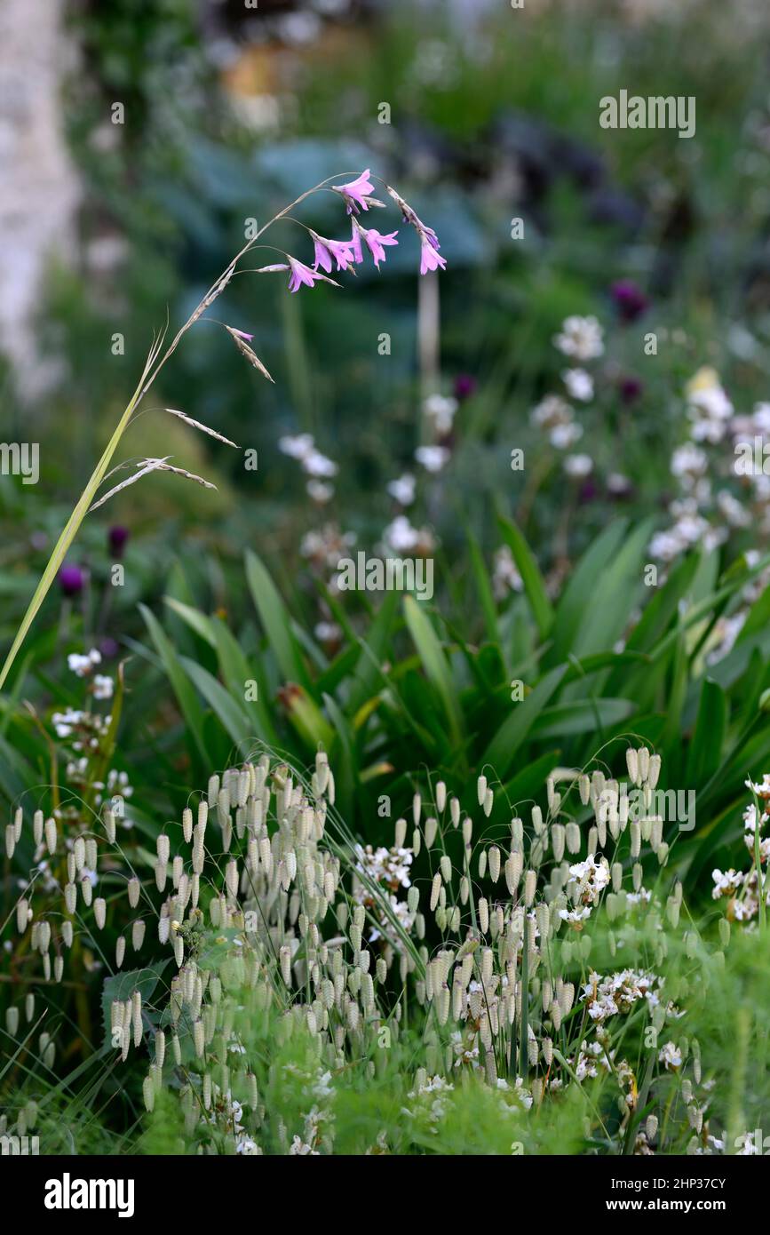 dierama pulcherrimum,arching,dangling,hanging,bell shaped,angels fishing rods,Briza maxima,greater quaking grass,grass and perennial,grasses and peren Stock Photo