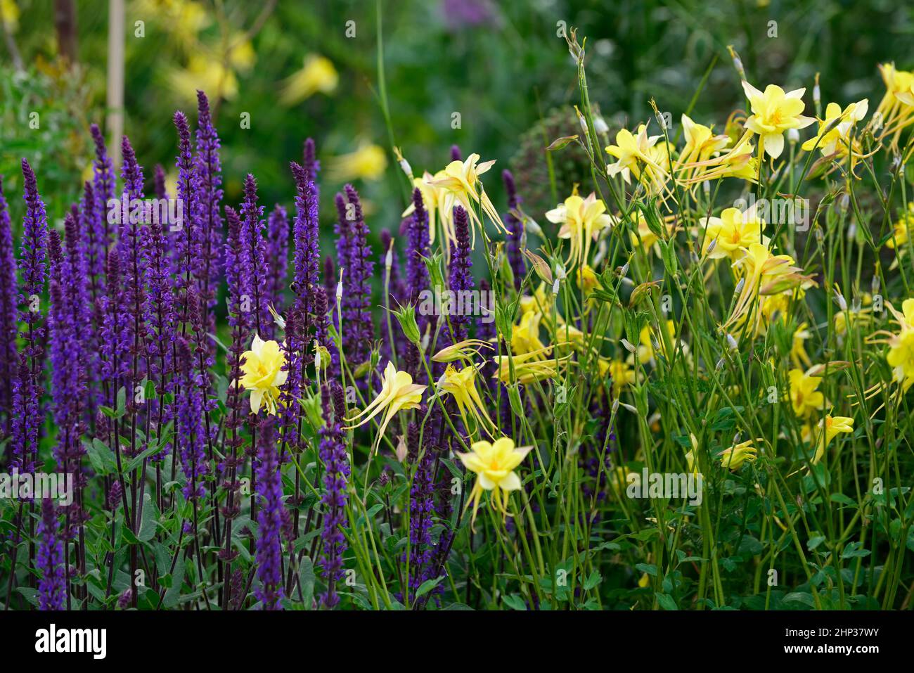 Salvia nemorosa Caradonna,Aquilegia chrysantha Yellow Queen,columbine Yellow Queen,aquilegias,lilac blue and yellow flowers,flower,flowering,spurred f Stock Photo