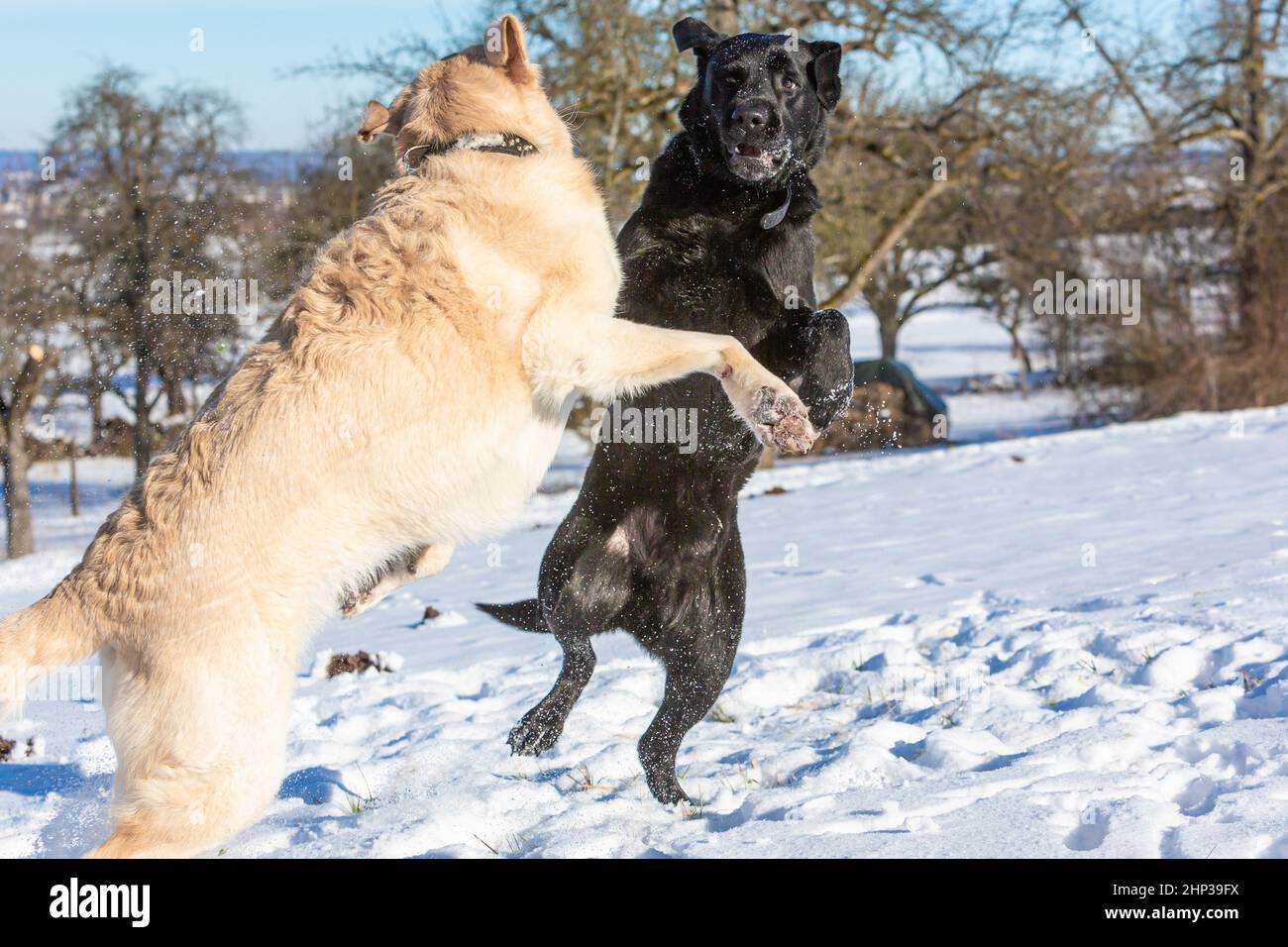 white and black dog playing in the snow Stock Photo - Alamy