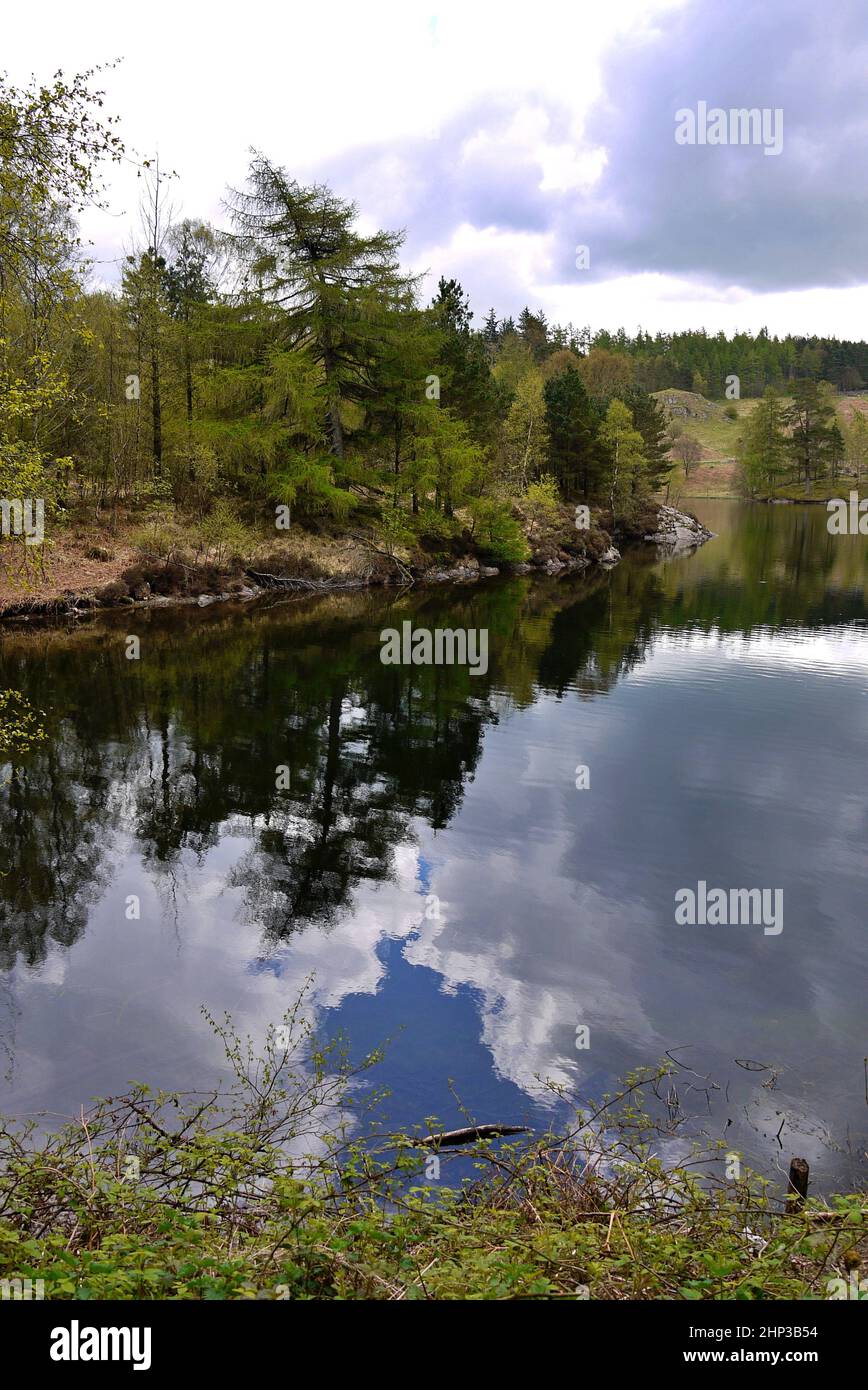 Tarn Hows reflection in spring Lake District Stock Photo