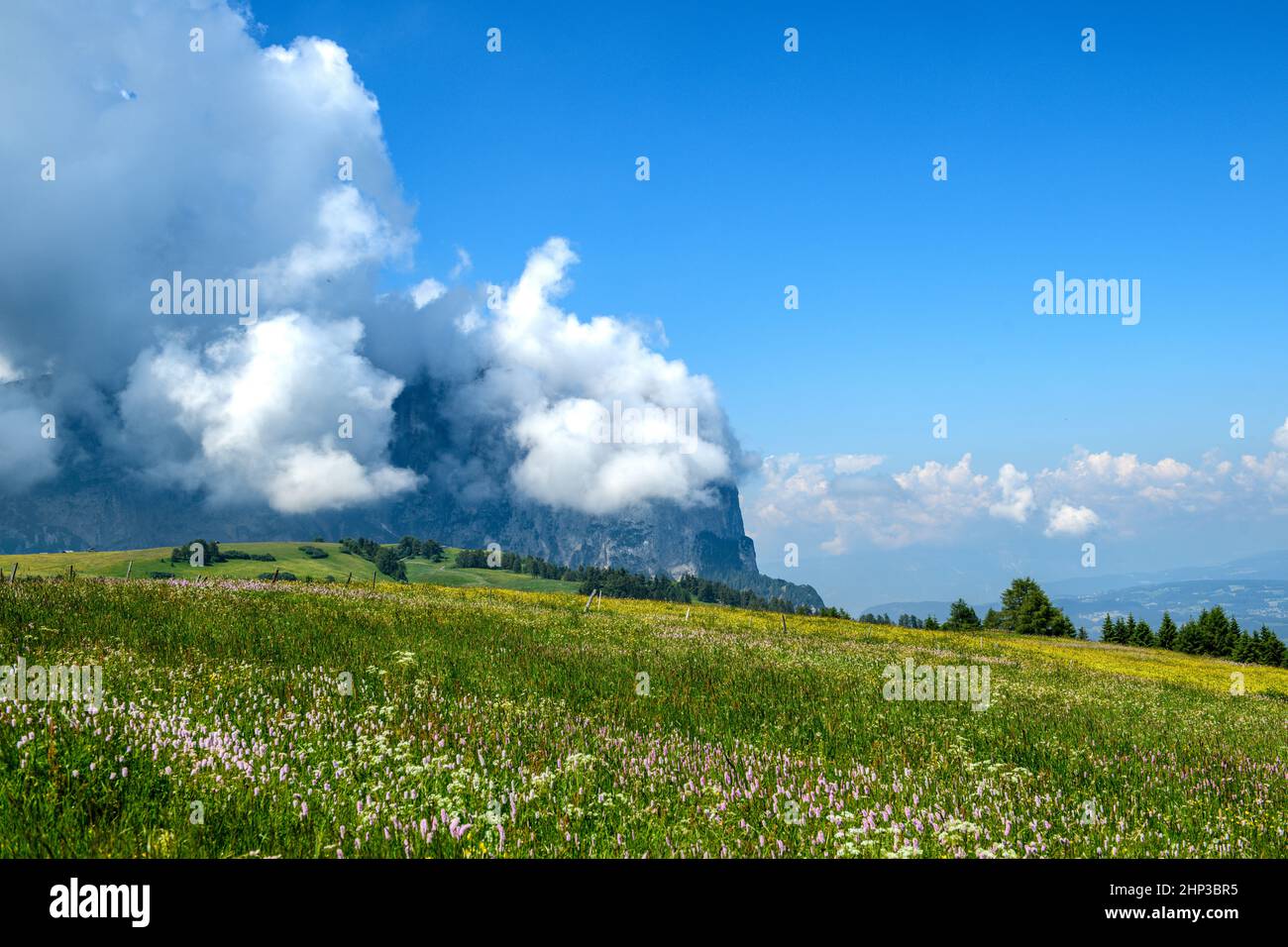 A wonderful blooming summer flower meadow on an alpine pasture in the Italian Dolomites with a large rocky mountain in the background. Stock Photo