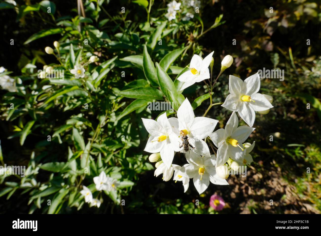 Jasminblütige Nachtschatten (Solanum laxum, Syn.: Solanum jasminoides), auch Kartoffelstrauch Stock Photo