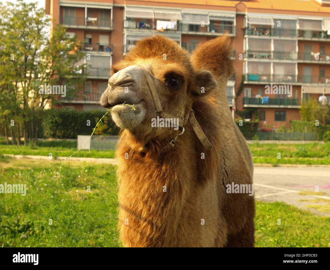 bactrian camel (scientific name Camelus bactrianus) of animal class