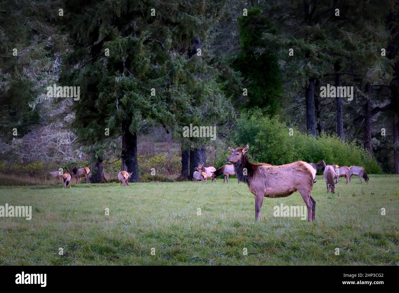 A herd of Elk grazes in a field near a forest in northern California. Stock Photo
