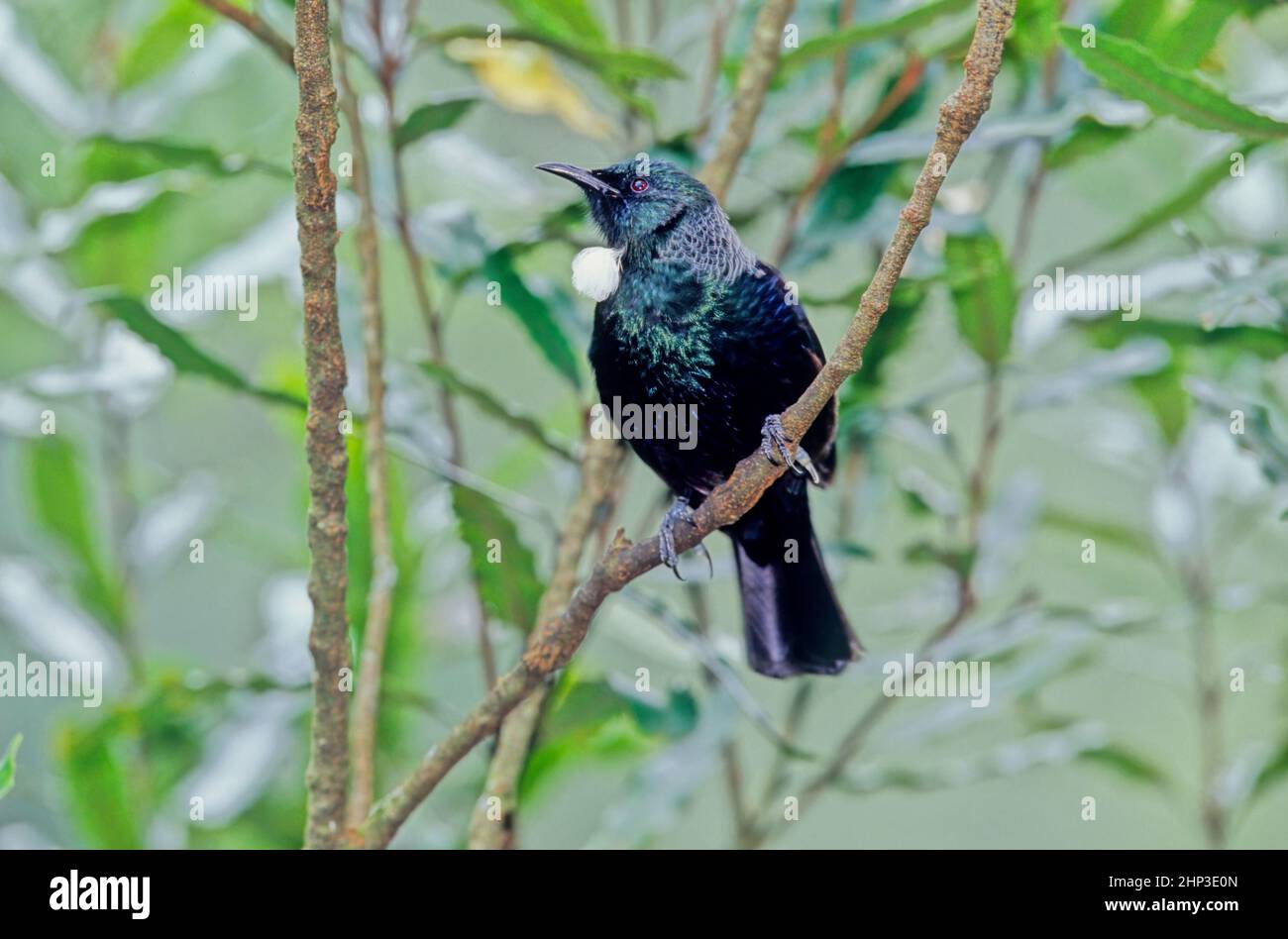 The tūī Prosthemadera novaeseelandiae is a boisterous medium-sized bird native to New Zealand. It is blue, green, and bronze colored with a distinctiv Stock Photo