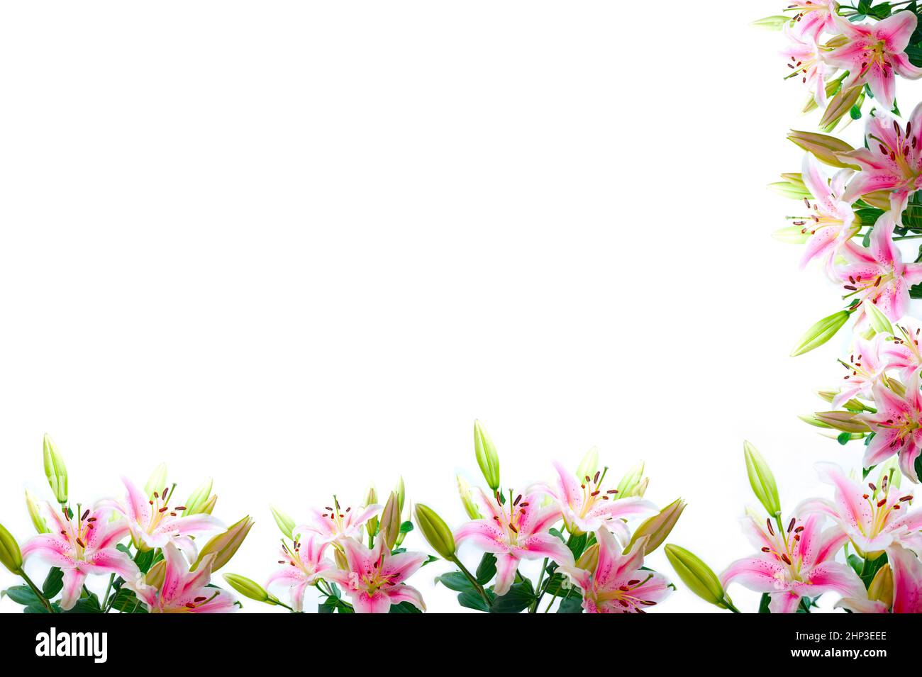 Lily flowers composition frame hi-res stock photography and images - Alamy