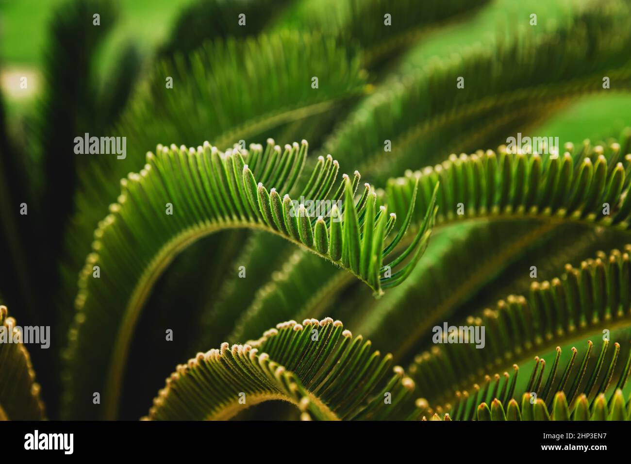 Various green palm tree leaves in nature outdoor close up. Natural wallpaper background. Beauty of nature. Relaxation time in garden. Relax in nationa Stock Photo