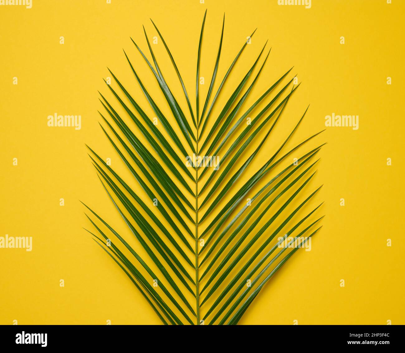 green leaf of palm tree on yellow background. View from above Stock ...