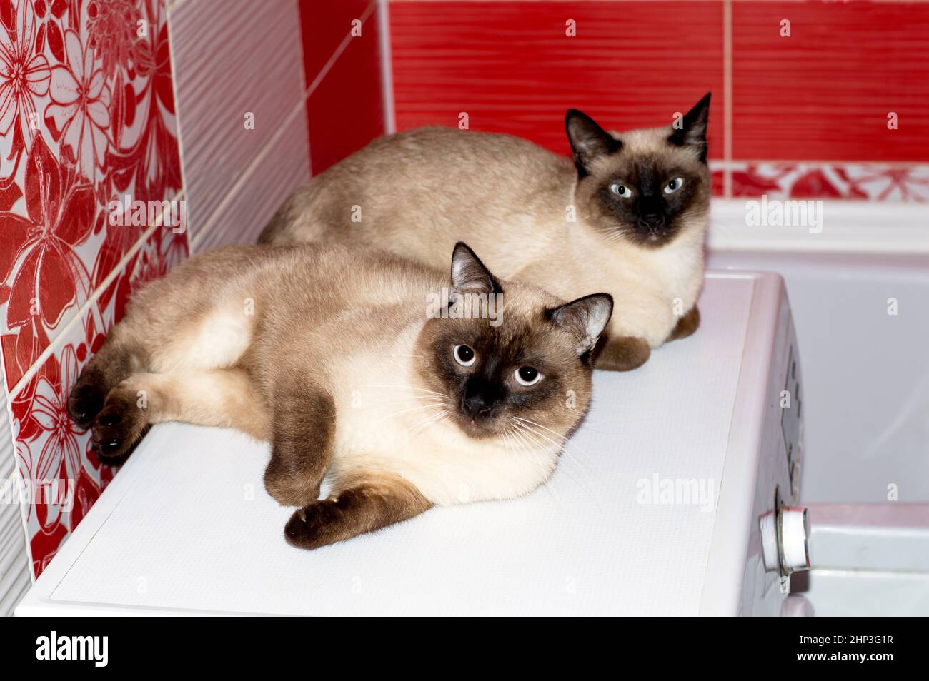 beautiful married couple Thai cat and cat in the bathroom on the ...