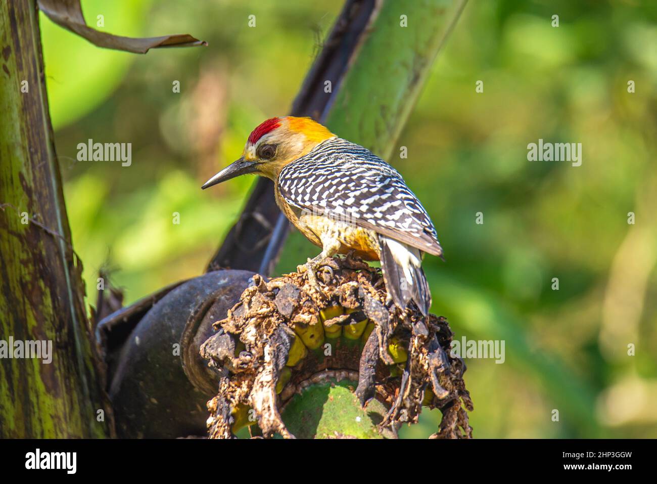 Exotic woodpecker, Hoffmann's woodpecker, Melanerpes hoffmannii in a banana tree Stock Photo