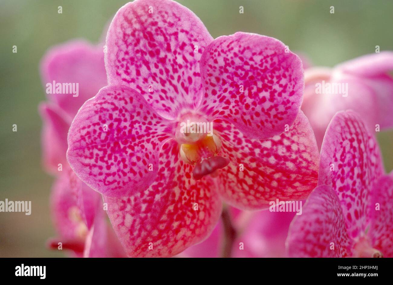 orchid flowers in a garden in the city of Kuala Lumpur in Malaysia. Malaysia, Kuala Lumpur