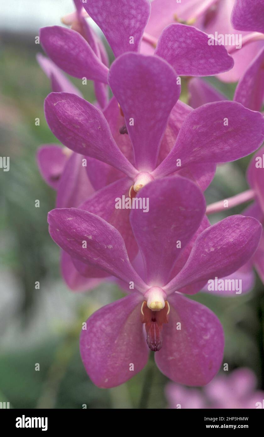 orchid flowers in a garden in the city of Kuala Lumpur in Malaysia. Malaysia, Kuala Lumpur