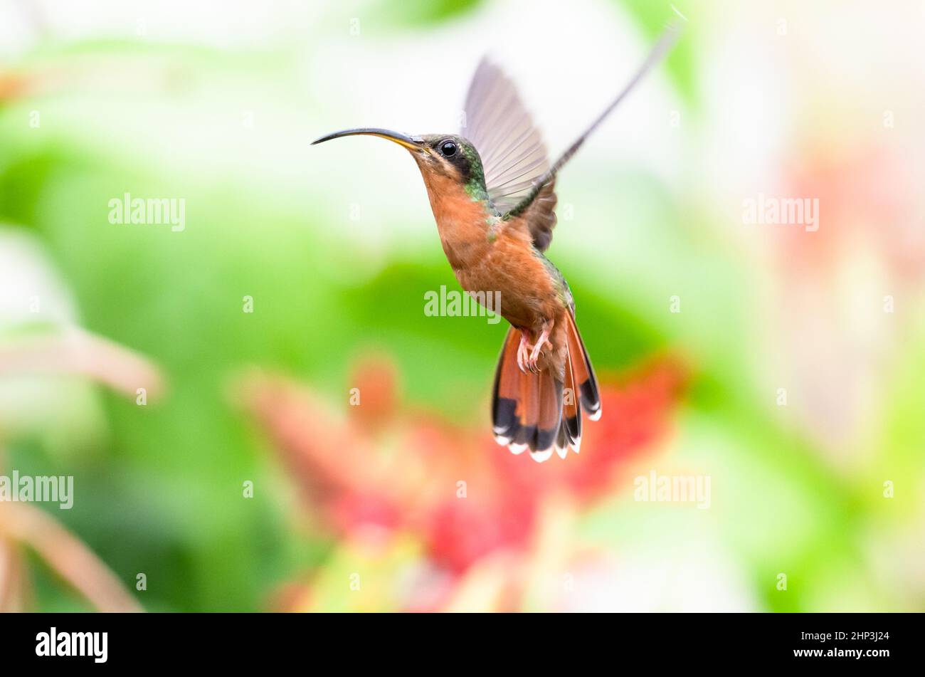 Rufous-breasted Hermit hummingbird, Glaucis hirsutus, in a unique pose with a soft pastel colored background Stock Photo
