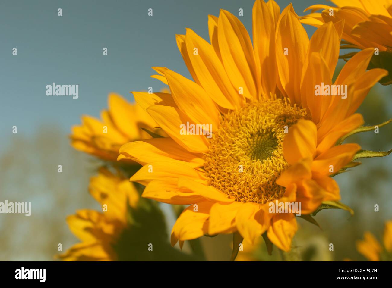 Yellow Sunflowers outdoors Close up Stock Photo