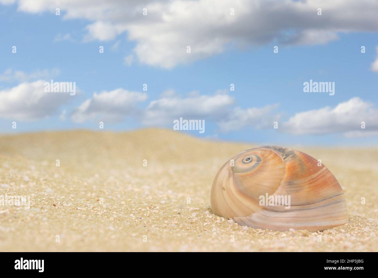 Sea Shell on Sandy Beach With Blue Sky Background Stock Photo - Alamy