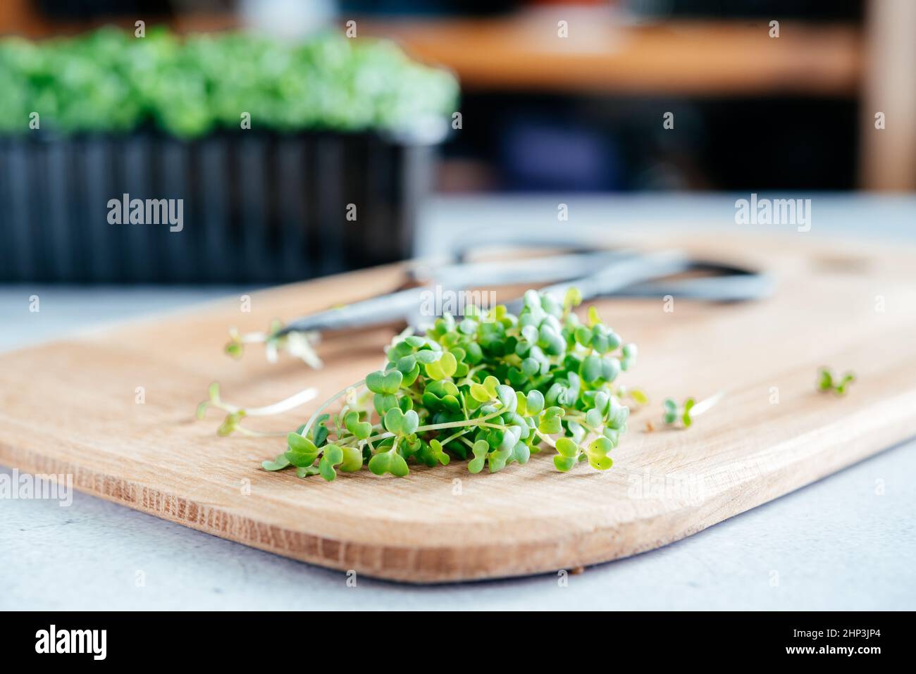 Freshly cut arugula microgreens sprouts on the chopping board in the kitchen Stock Photo Alamy
