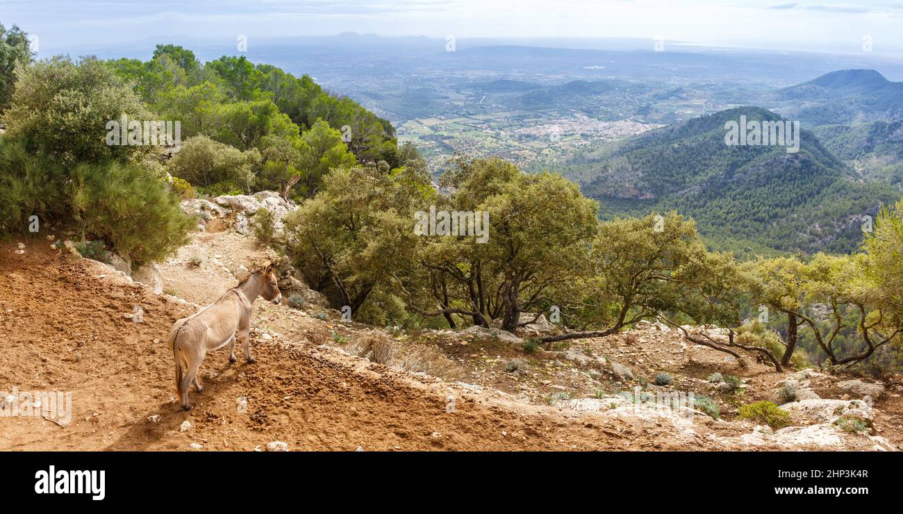 Donkey with view on landscape scenery at Castell Alaro Mallorca travel traveling holidays vacation panorama tourism in Spain Stock Photo