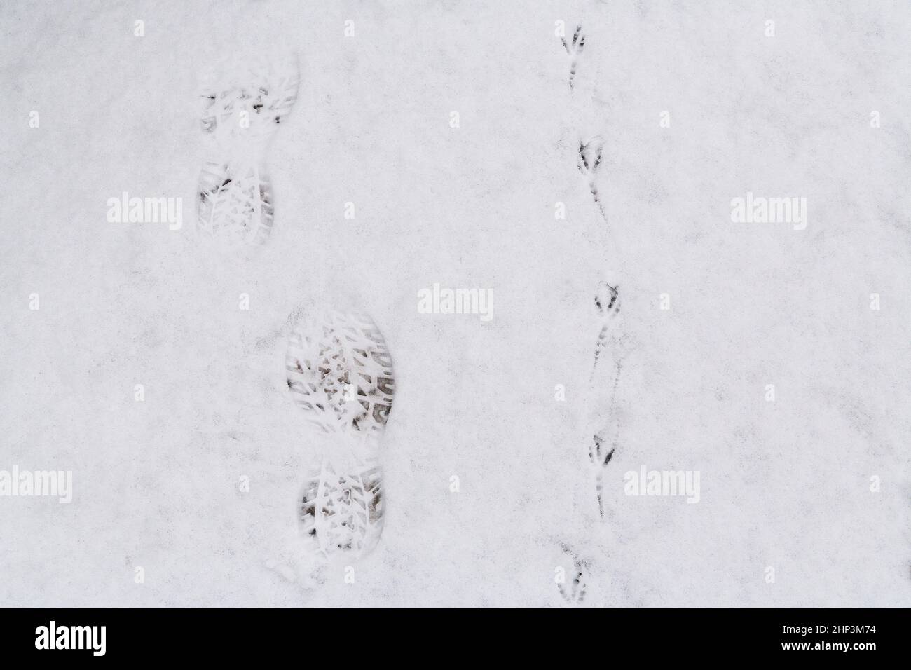 Footprints in the snow. Crisp footprints of boots on white snow