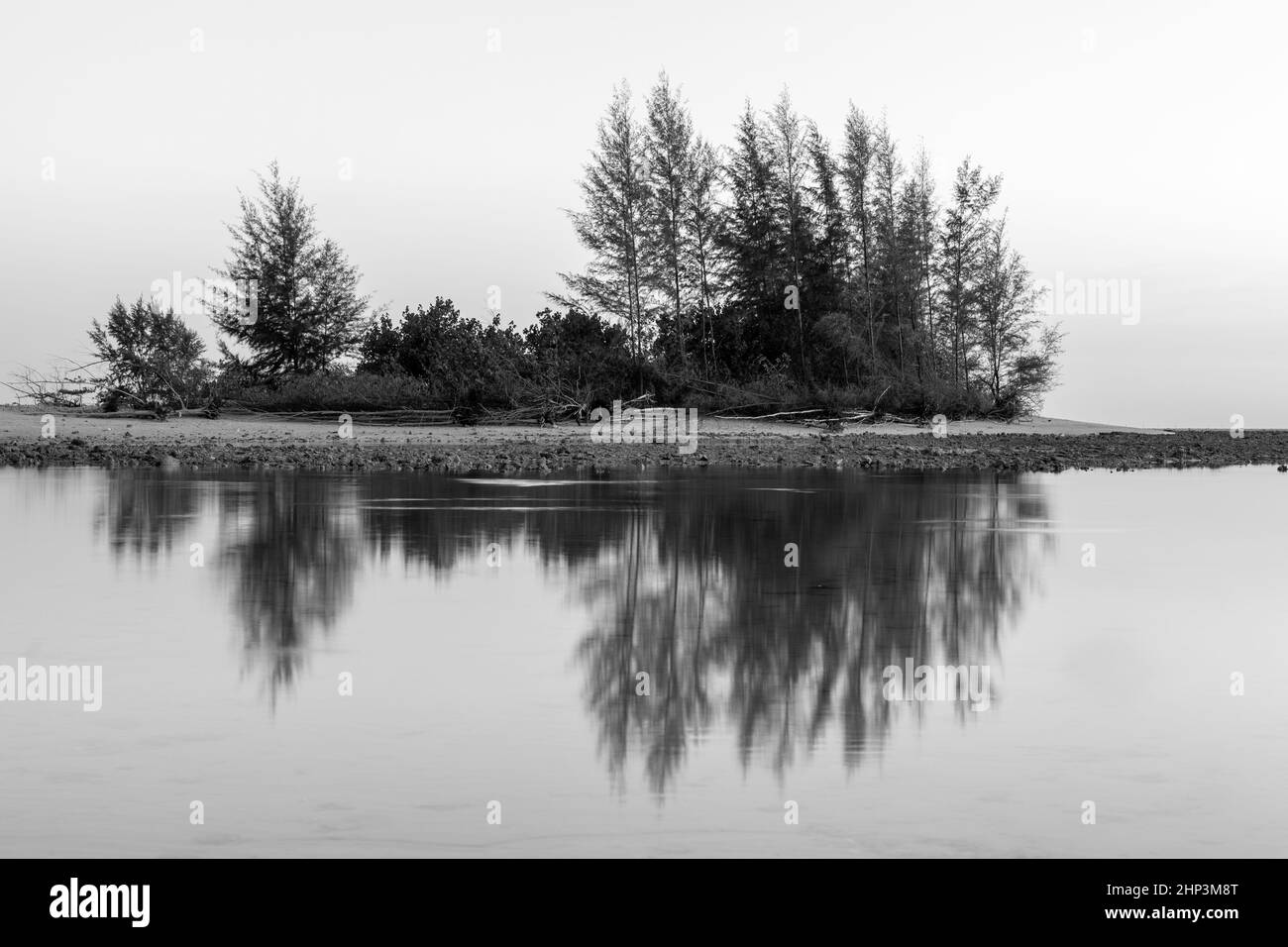 Australian pine trees Black and White Stock Photos & Images - Alamy