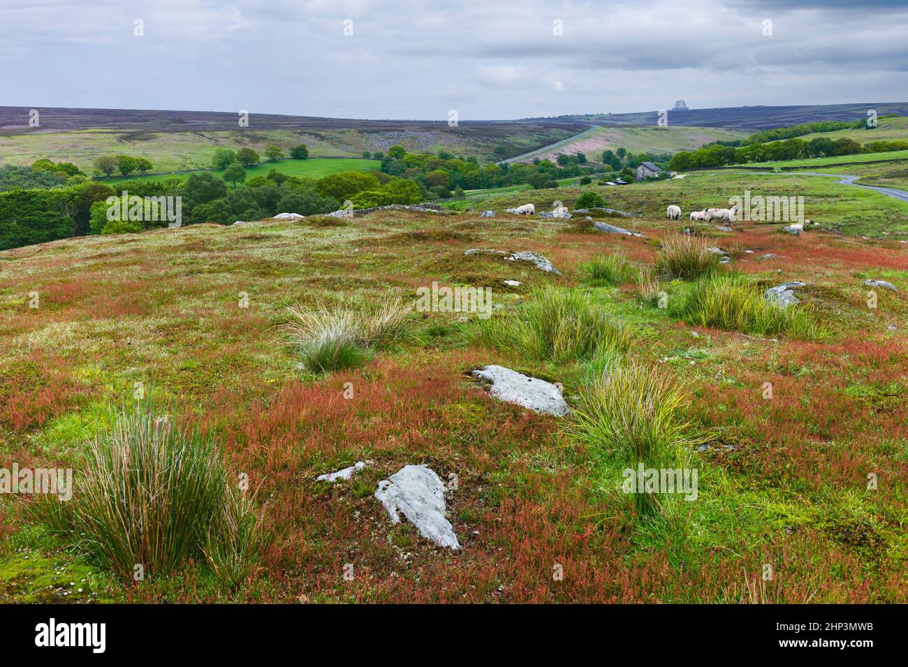 View across North Your Moors with flowerig grasses, cotton grass, trees and sheep grazing on bright overcast morning near Goathland, Yorkshire, UK. Stock Photo