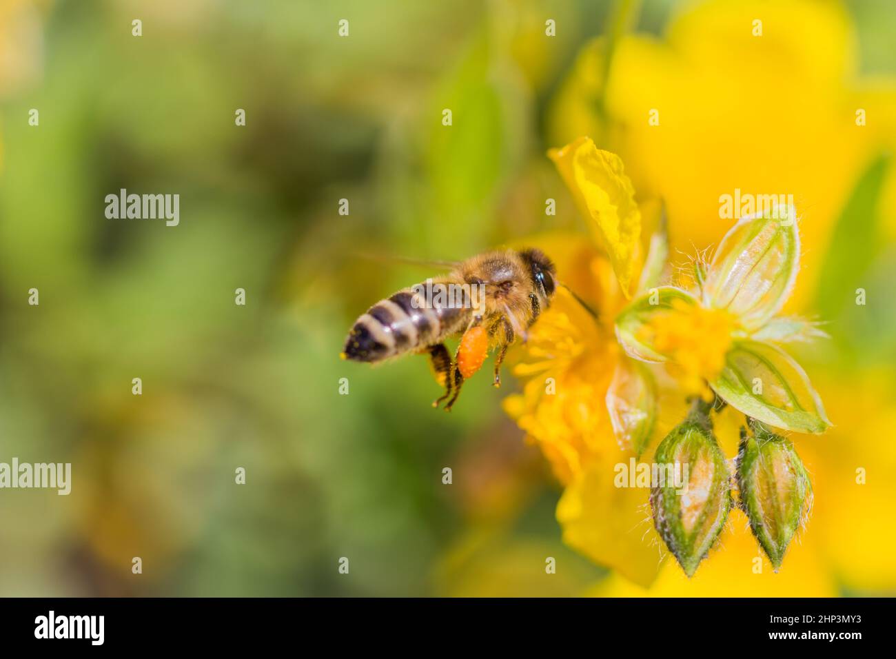 Animal flying to pollination. Important insect for environment ecology