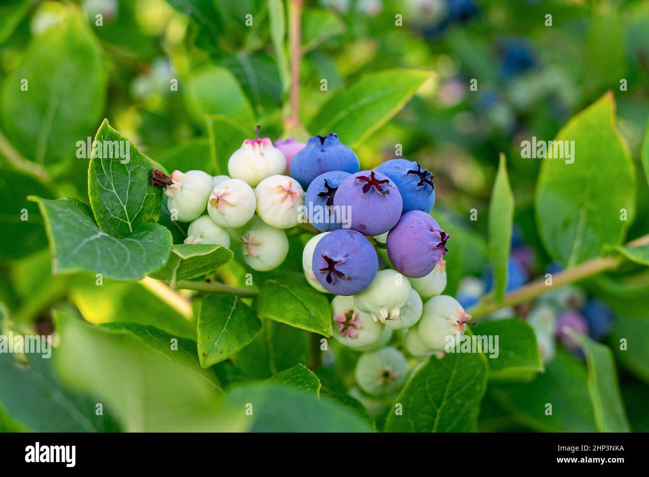 Bunch Of Blueberries Ripening On The Bush Stock Photo - Alamy