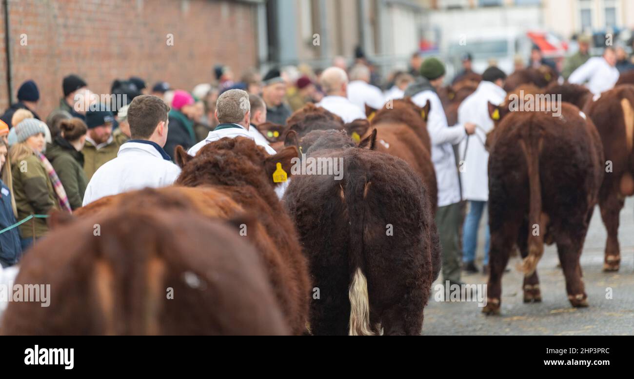 Parading Luing bulls at the breed sale at Castle Douglas, Dumfries and Galloway, Scotland. Stock Photo