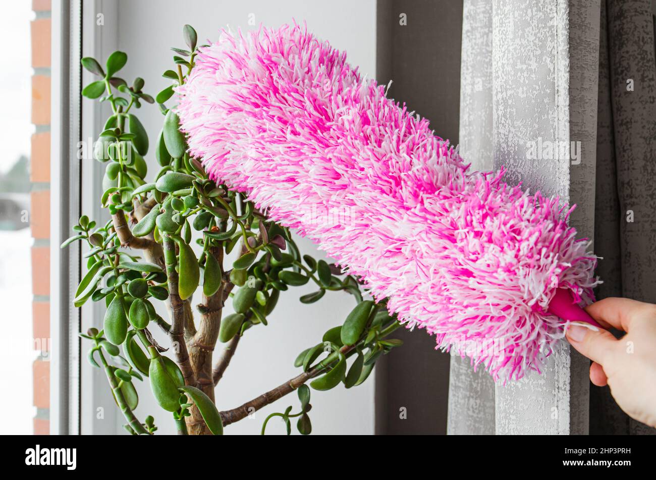 Person hand use microfiber duster to dust the Crassula Ovata plant's leaves, cleaning flower from dust indoors at home. Stock Photo