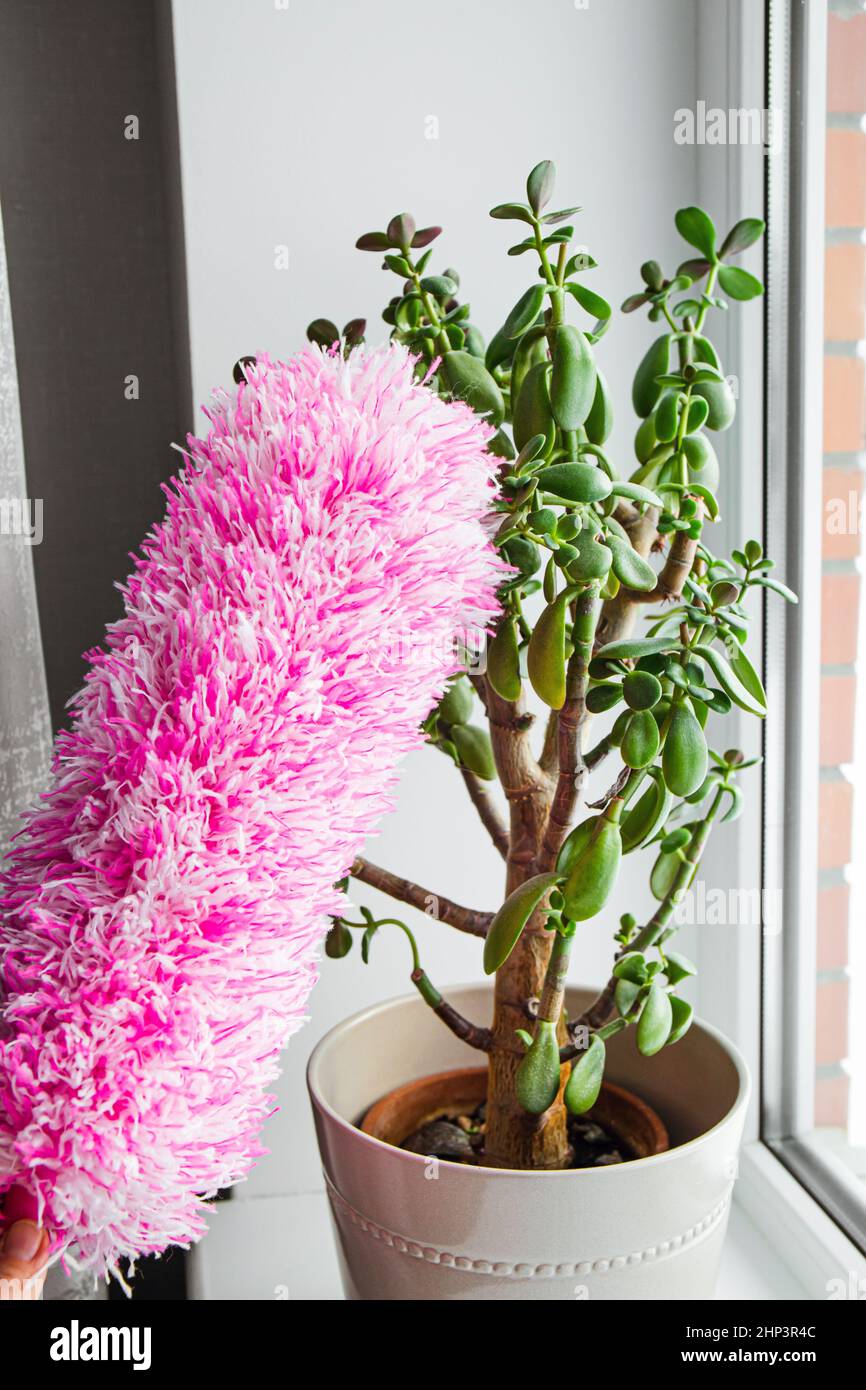 Person hand use microfiber duster to dust the Crassula Ovata plant's leaves, cleaning flower from dust indoors at home. Stock Photo