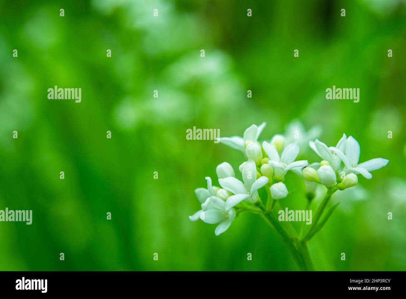 Marsh-bedstraw flowers and green leaves for close-up, spring view Stock Photo
