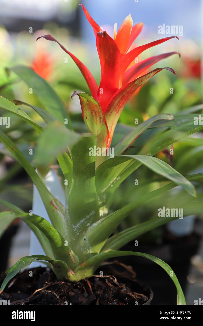 Side view of a bromeliad flower in bloom. Stock Photo