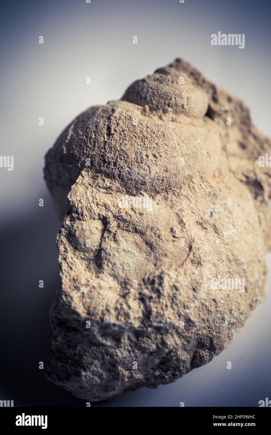 Fossil shell sandstone hi-res stock photography and images - Alamy