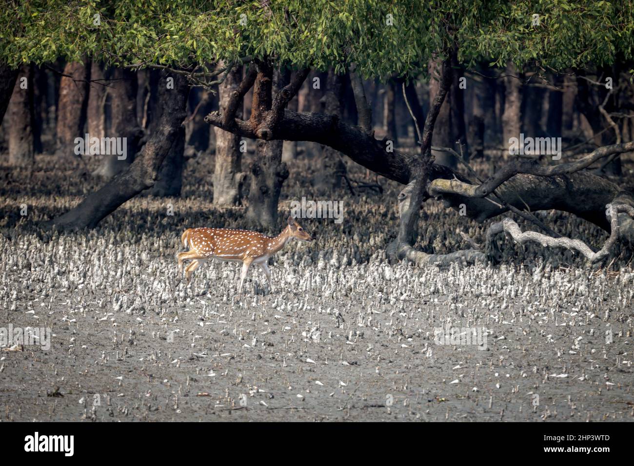 Wild chital, also known as spotted deer, chital deer, and axis deer, is ...