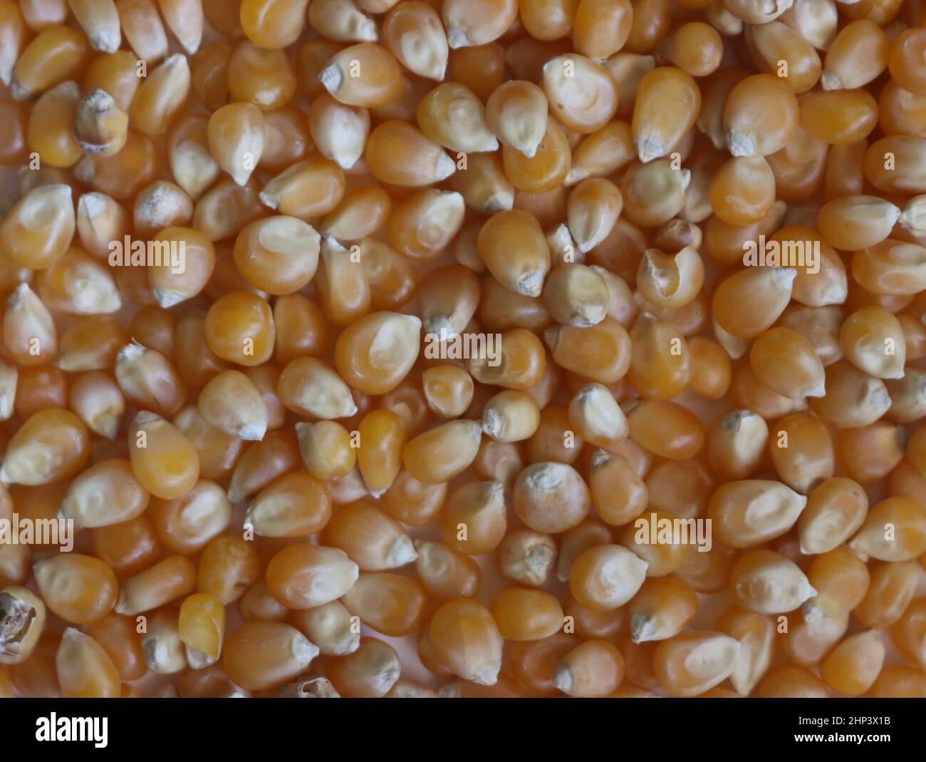 delicious natural corn popcorn flour grain food Stock Photo Alamy