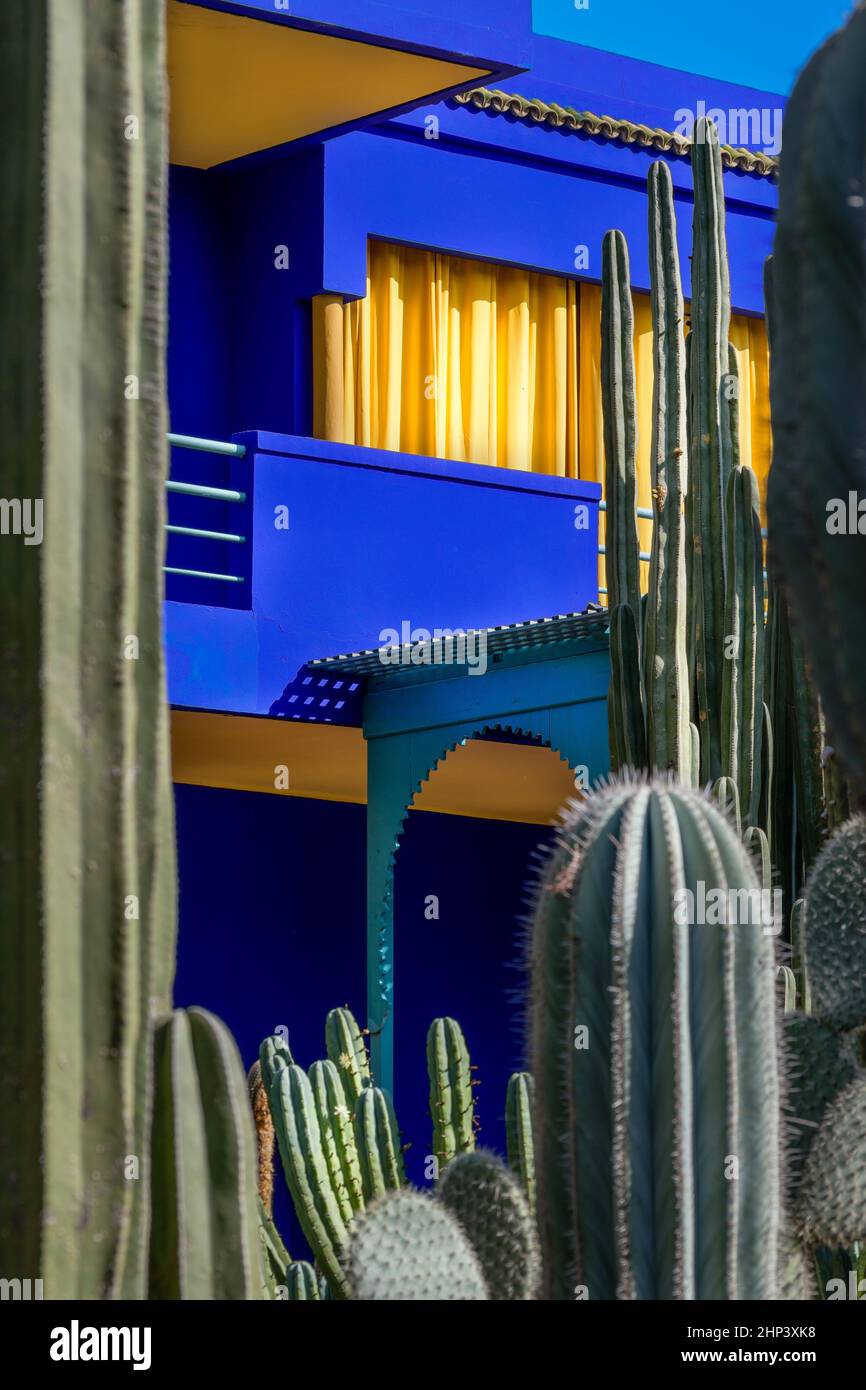 MOROCCO MARRAKESH THE MAJORELLE GARDEN حديقة ماجوريل  COBALT BLUE WALLS AND BRIGHT YELLOW CURTAINS AND CACTI Stock Photo