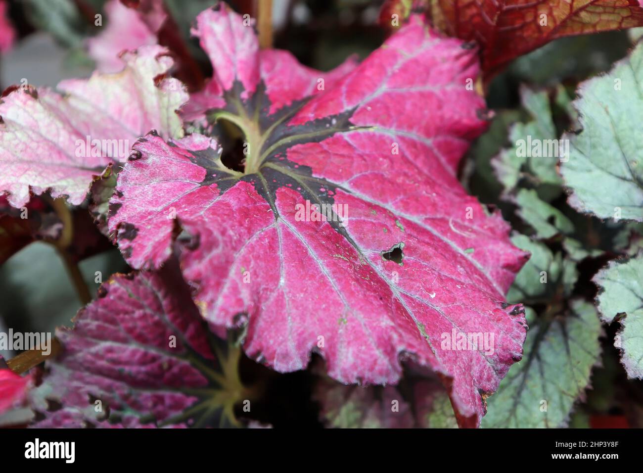 Painted begonia hi-res stock photography and images - Alamy