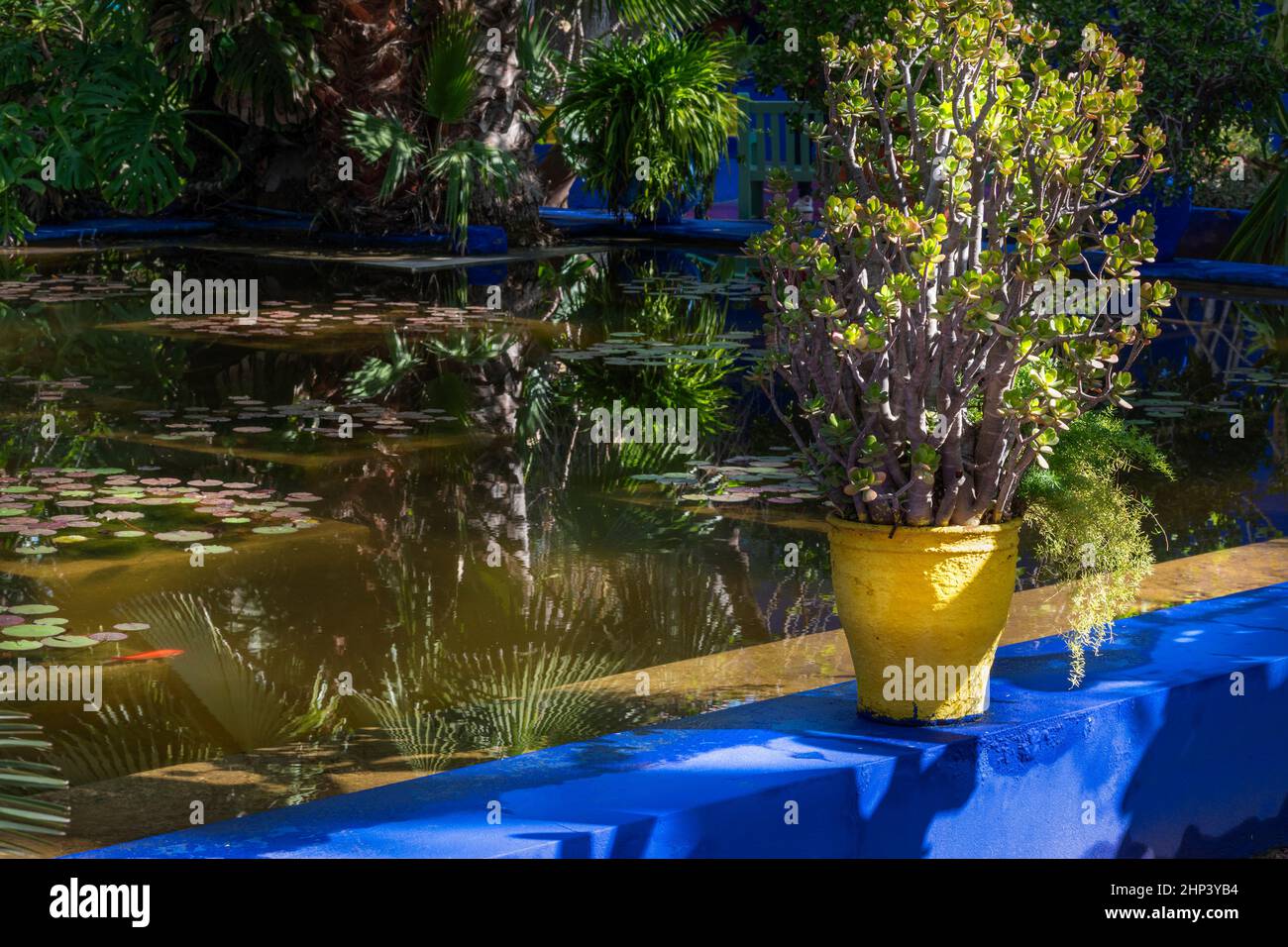 MOROCCO MARRAKESH THE MAJORELLE GARDEN حديقة ماجوريل POOL WITH COBALT BLUE WALLS AND BRIGHT YELLOW POT Stock Photo
