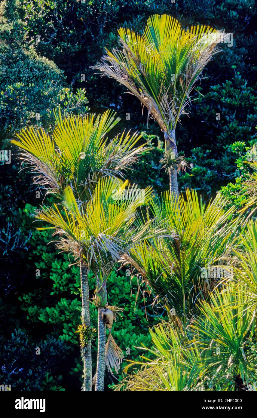 Tree nikau palm native hires stock photography and images Alamy