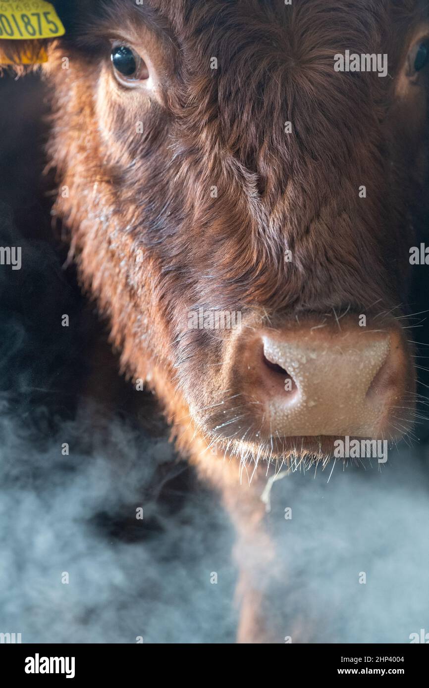 Cows breathe steaming on a cold winters morning. Scotland, UK. Stock Photo