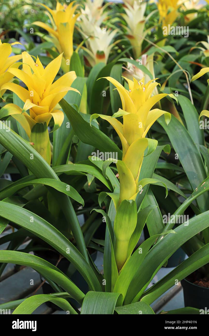 Bright yellow stalks on a Bromicade plant. Stock Photo