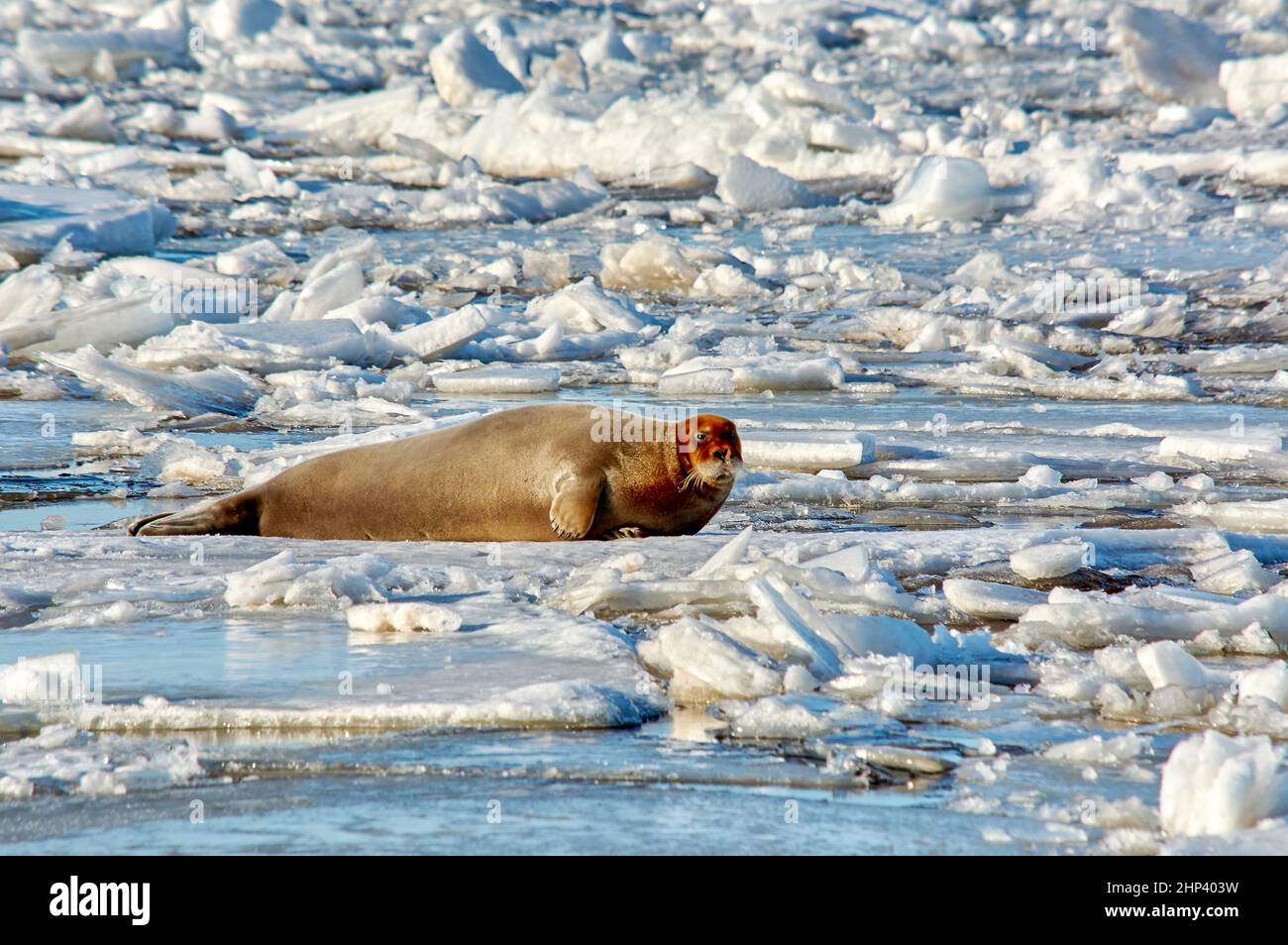 the seal is lying on the ice and resting basking in the sun. High quality photo Stock Photo