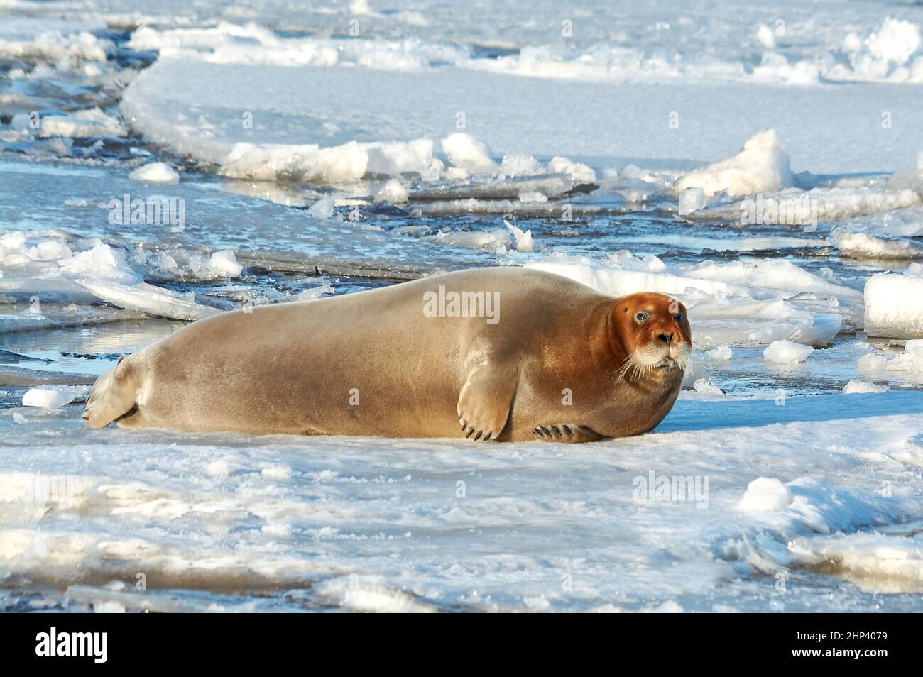 the seal is lying on the ice and resting basking in the sun. High quality photo Stock Photo