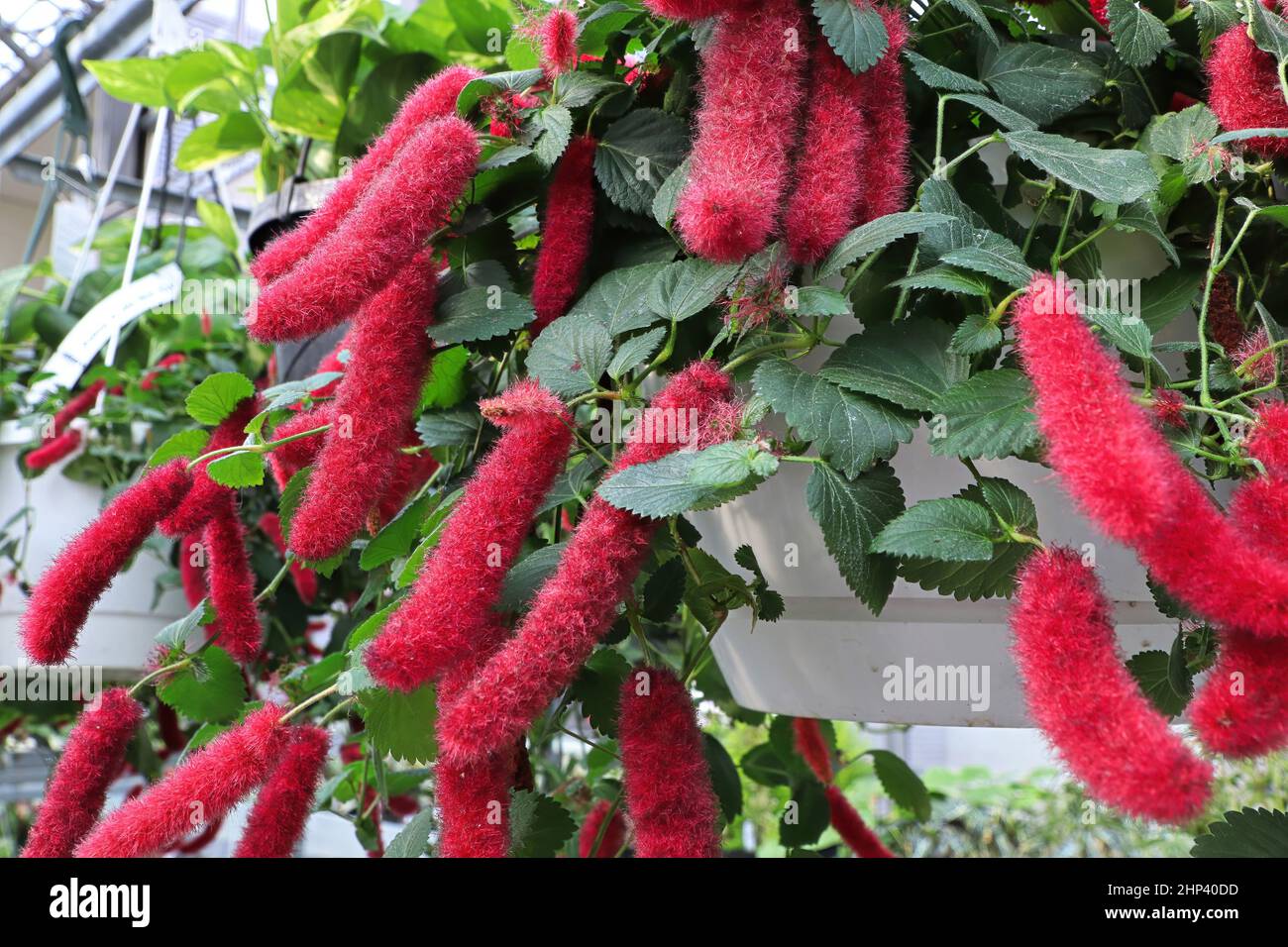 Red fluffy tufts on a Chenille plant. Stock Photo