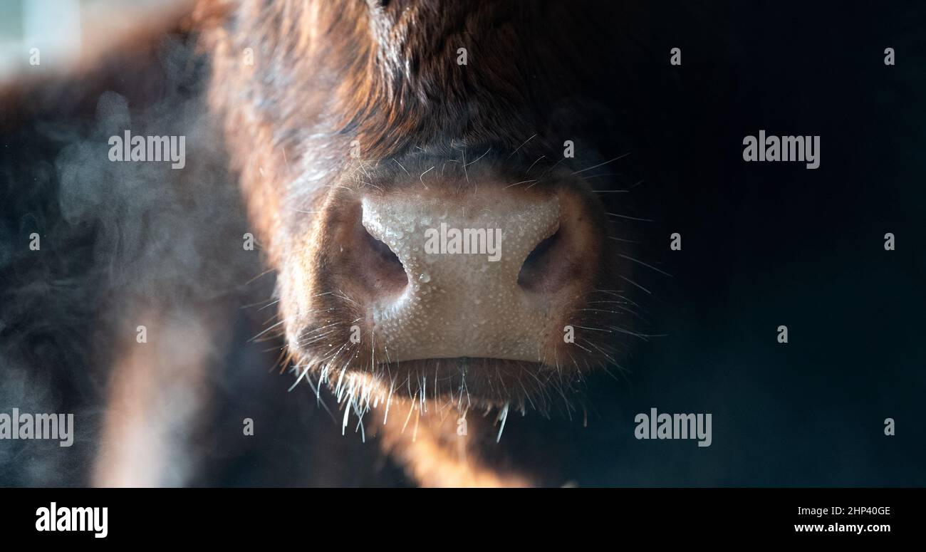 Cows breathe steaming on a cold winters morning. Scotland, UK. Stock Photo